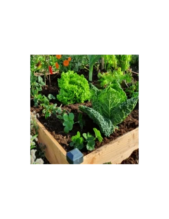 Carré Potager Douglas Premium 126 X 126 X 14 Cm