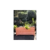 Jardinière Douglas Premium Rectangulaire Petit Modèle -Art de jardin pour la maison jardiniere douglas premium rectangulaire petit modele