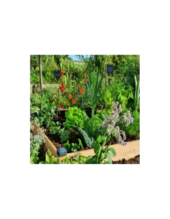 Potager Douglas Premium Petit Modèle