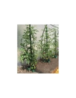 Tuteur à Tomate MIKADO 180 Cm - Anthracite / Mosse